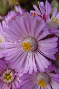 Deltoid-leaved Dewplant
