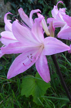 Belladonna Lily