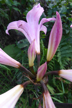 Belladonna Lily
