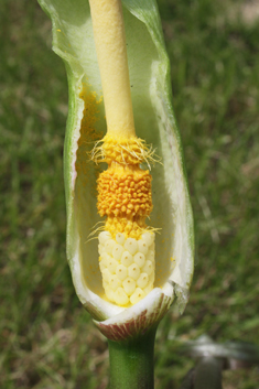 Italian Lords-and-ladies