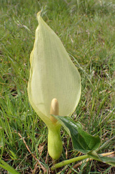 Italian Lords-and-ladies