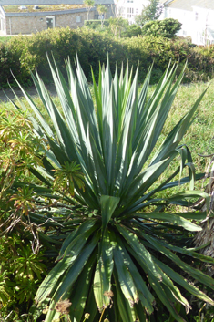 Parmentier's Furcraea