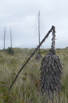 Parmentier's Furcraea