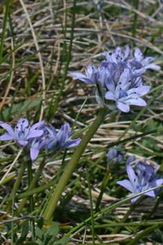Spring Squill
