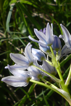 Spring Squill