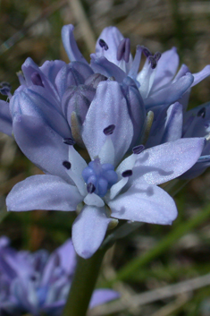 Spring Squill