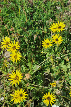 Plain Treasureflower