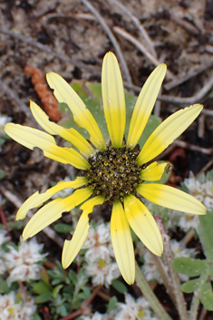 Plain Treasureflower