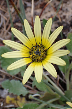 Plain Treasureflower
