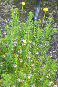 Shrub Goldilocks