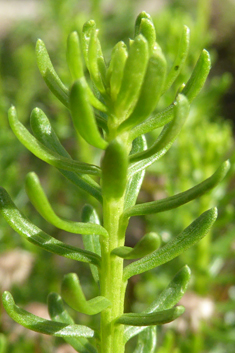 Shrub Goldilocks