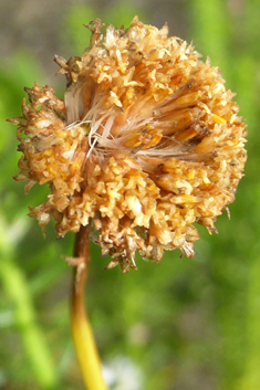 Shrub Goldilocks