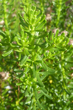 Shrub Goldilocks