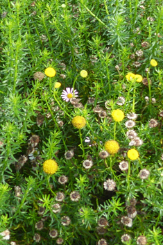Shrub Goldilocks