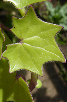 German-ivy
