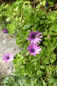Cape Daisy