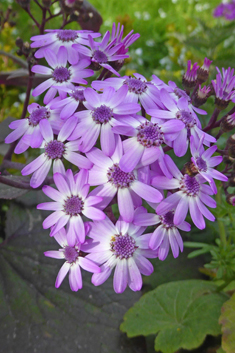 Cineraria