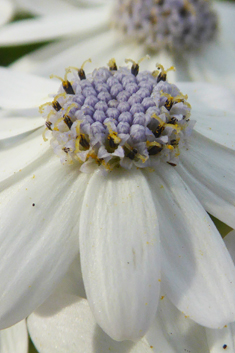 Cineraria