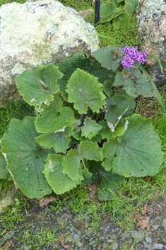 Cineraria