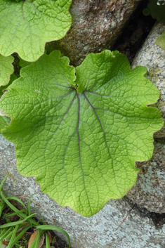 Cineraria