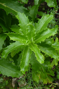 Woad-leaved Ragwort
