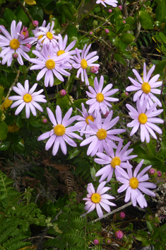 Woad-leaved Ragwort