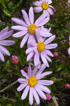 Woad-leaved Ragwort