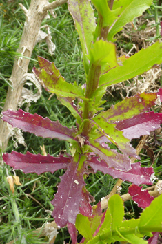 Woad-leaved Ragwort
