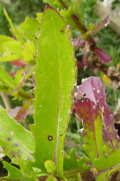 Woad-leaved Ragwort