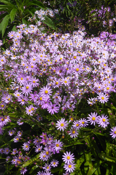 Woad-leaved Ragwort
