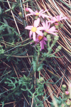 Purple Ragwort
