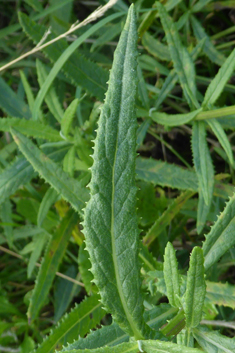 Toothed Burnweed