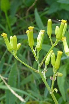 Toothed Burnweed