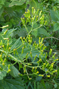 Toothed Burnweed