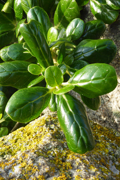 Tree Bedstraw