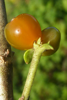 Tree Bedstraw