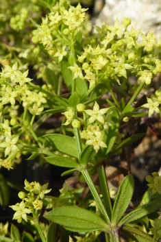 Wild Madder