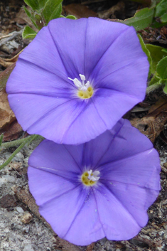 Ground Blue Convolvulus