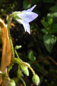 Slender Borage