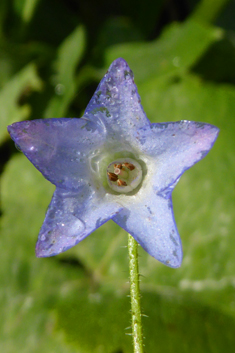 Slender Borage