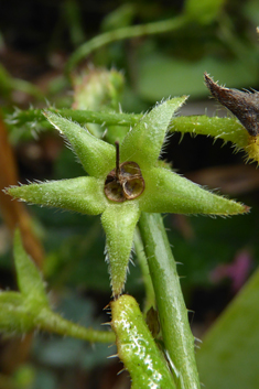 Slender Borage