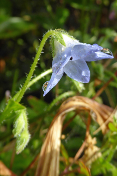 Slender Borage