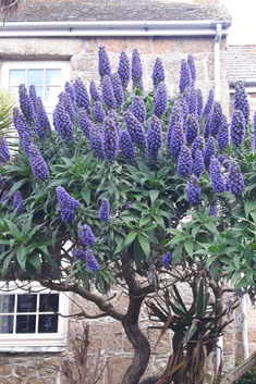 Pride-of-Madeira