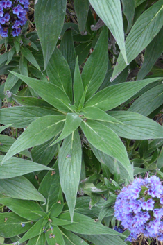 Pride-of-Madeira