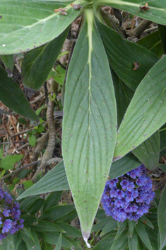Pride-of-Madeira
