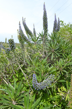 Webb's Viper's-bugloss