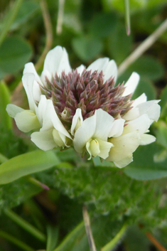 Western Clover