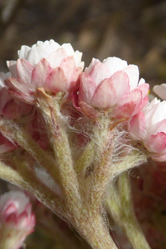 Strawberry Everlasting