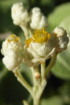 Silver-bush Everlastingflower