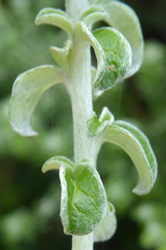 Thyme-leaved Cobwebbush